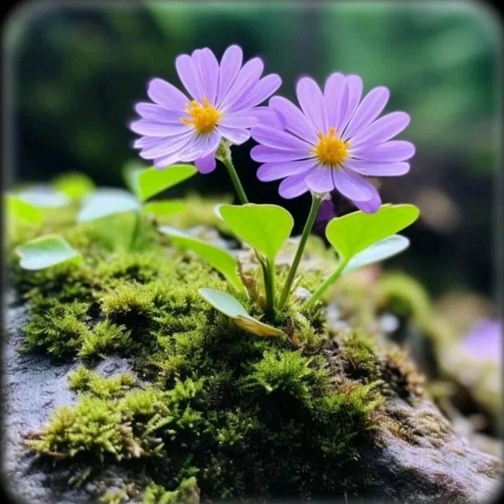 沐若清辰