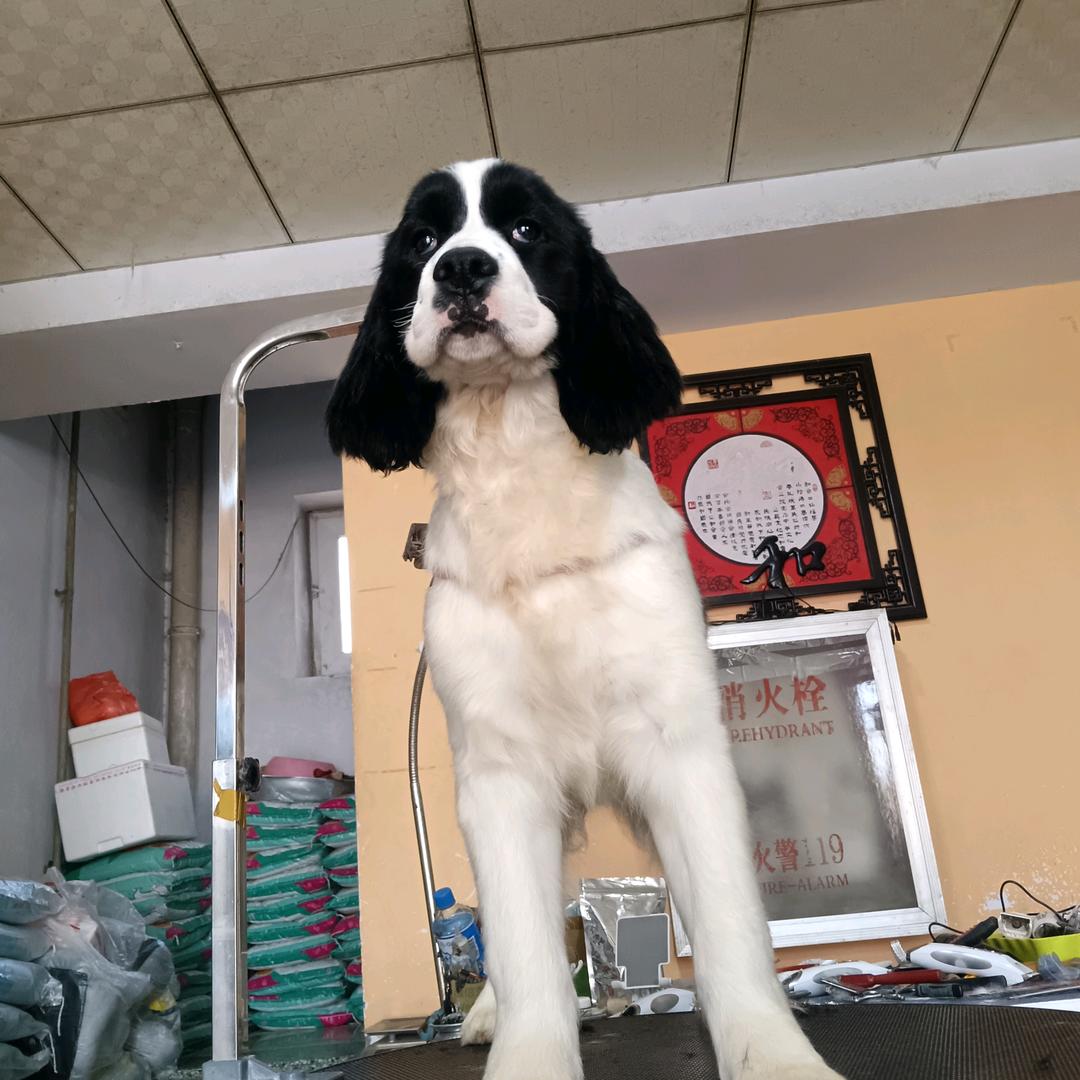 展示型史宾格（深邃犬舍）