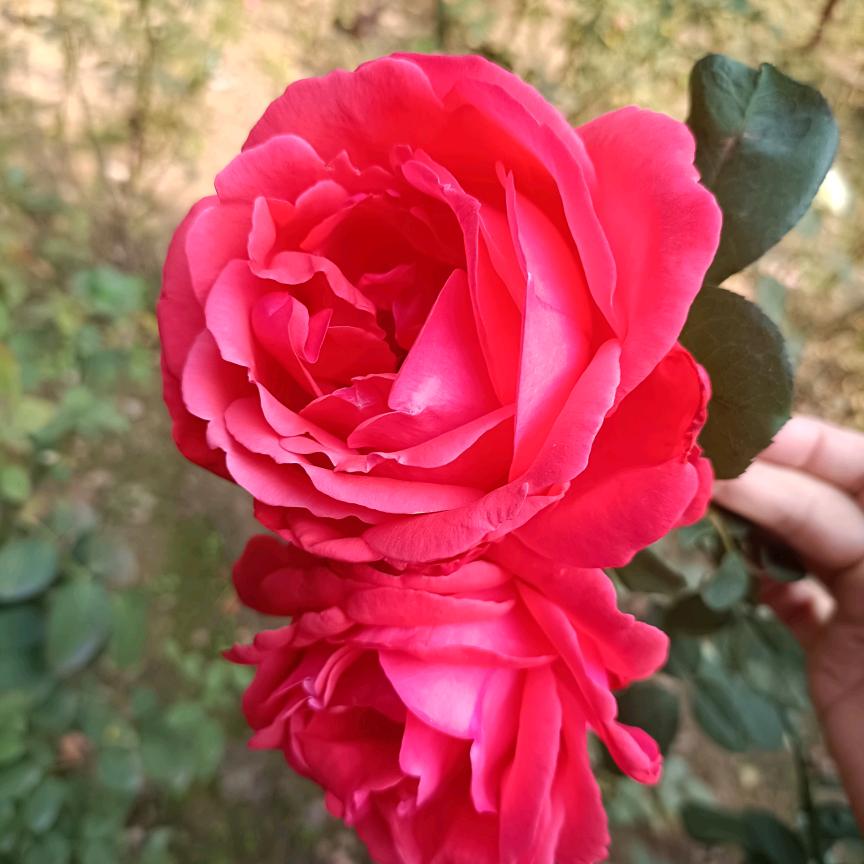莉