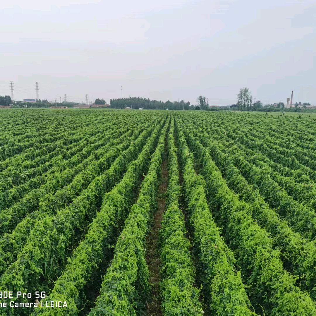 文文家垆土铁棍山药