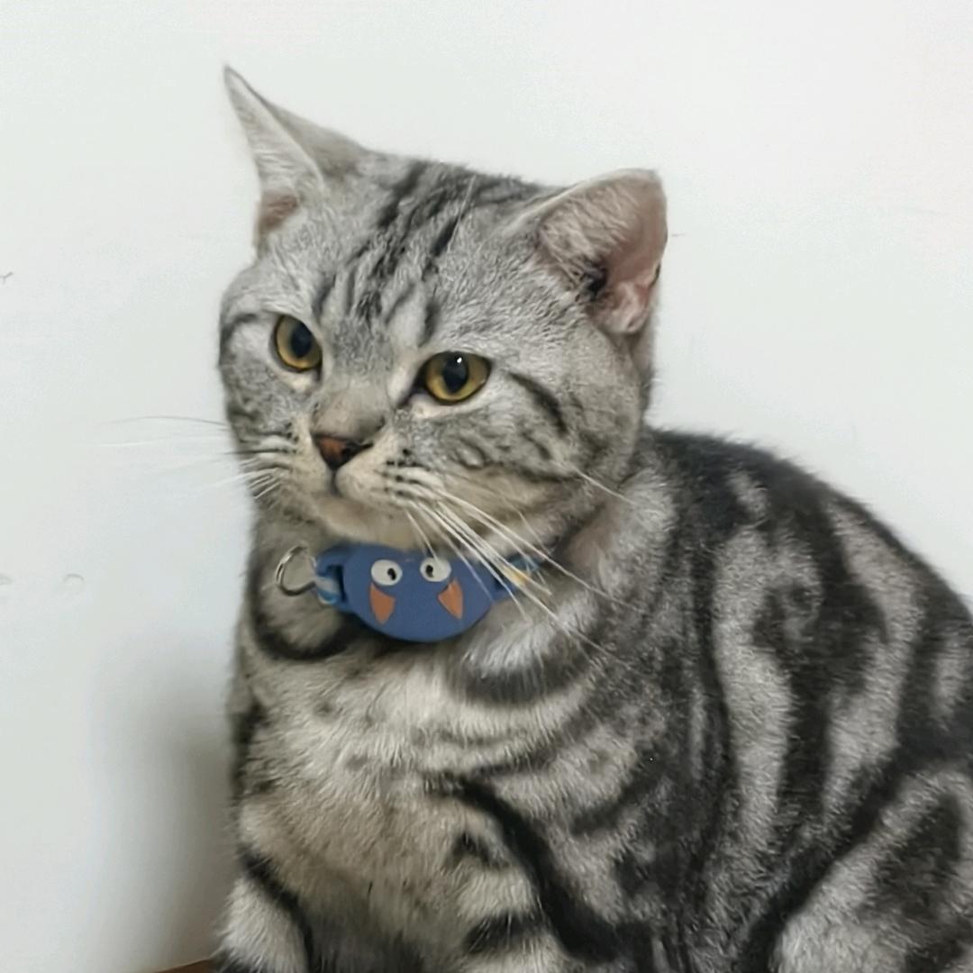 逻辑猫