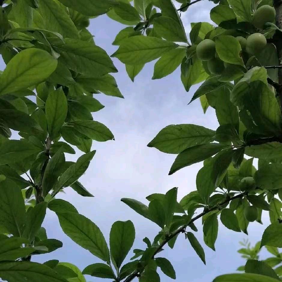 爱在浅笑柔心
