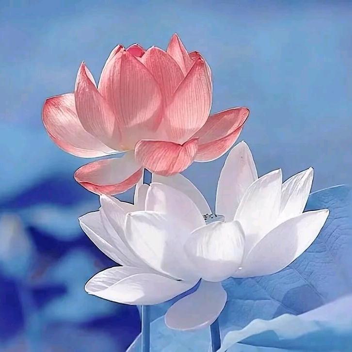 清紫绿叶
