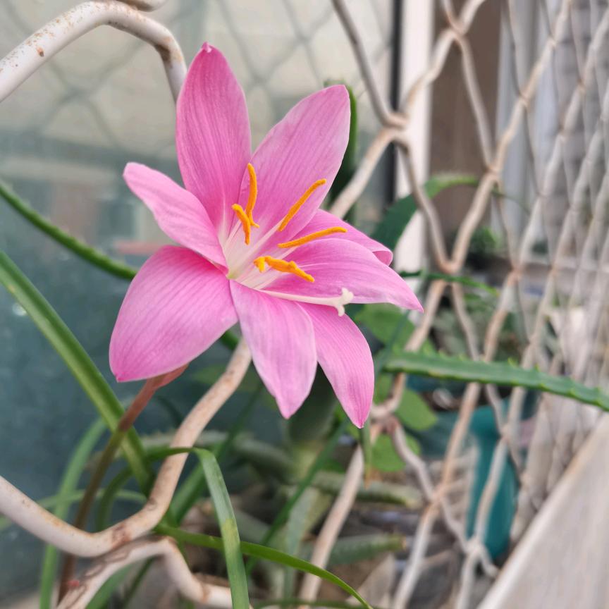 仙恋红尘