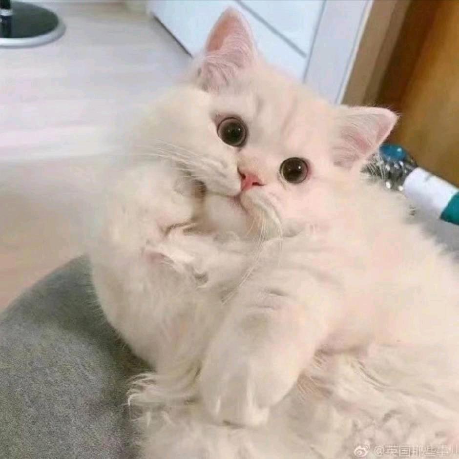 a小银