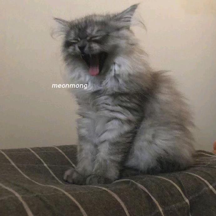 张豆豆
