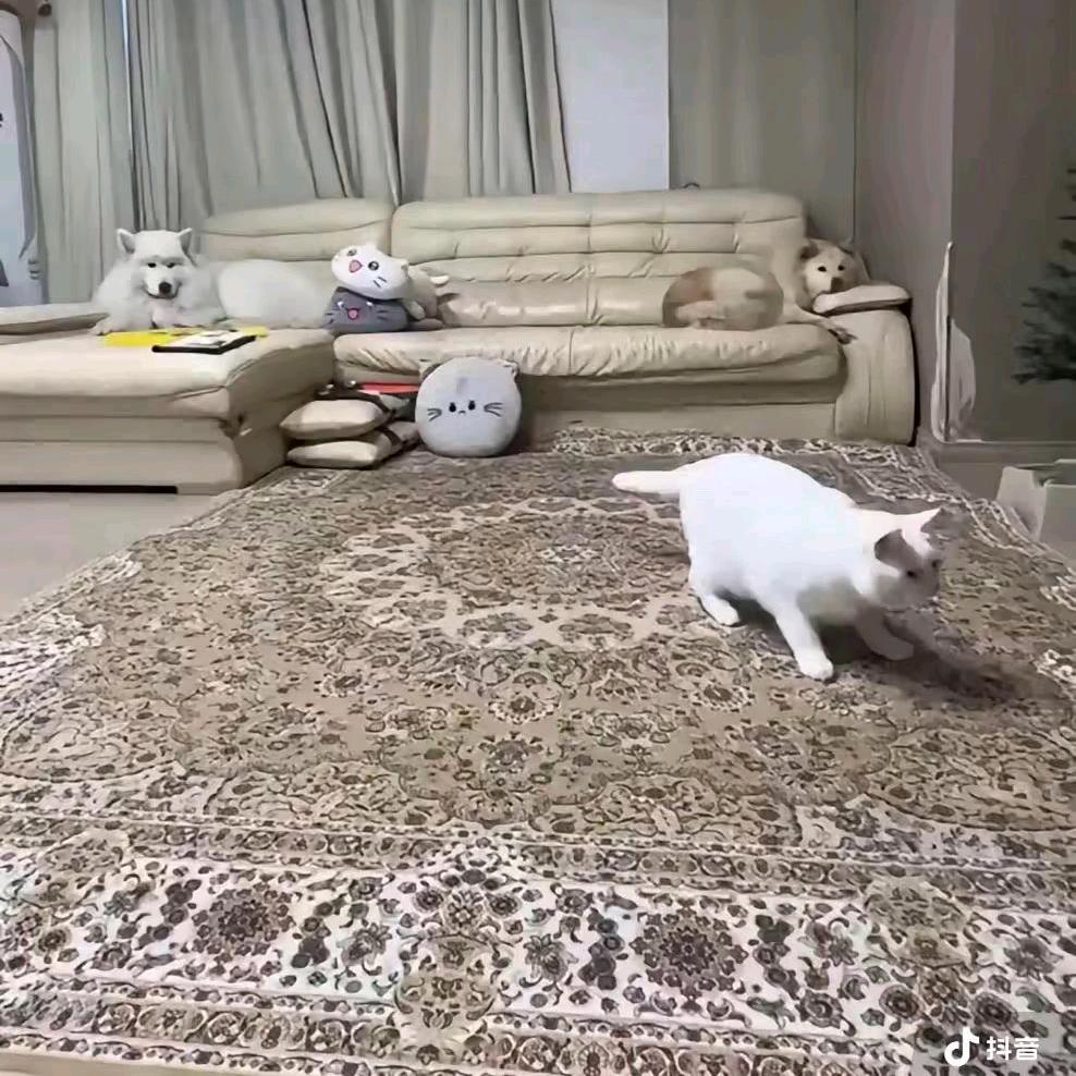 曼岛闪电猫