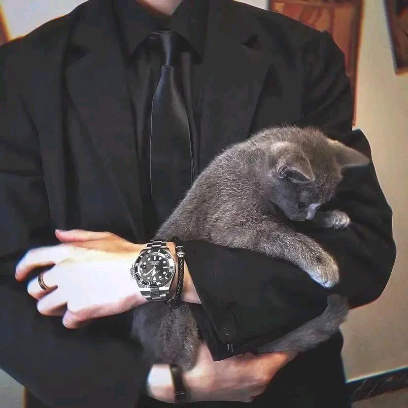 砂猫