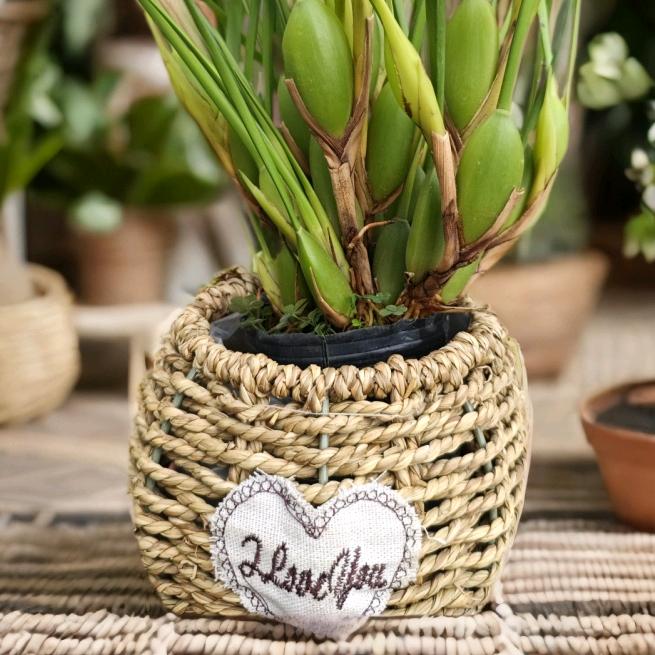 云奇珍阁（兰花基地）