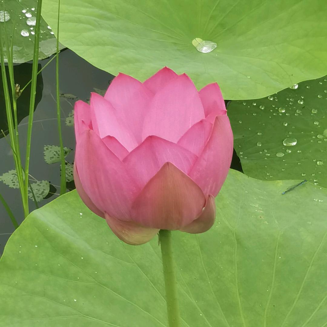 糖果