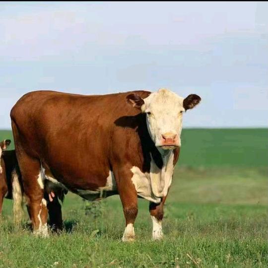 牛厂长🐮老张
