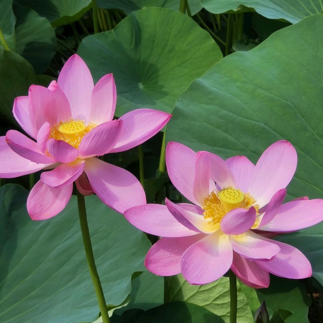 花开见佛🌷🌷🌷