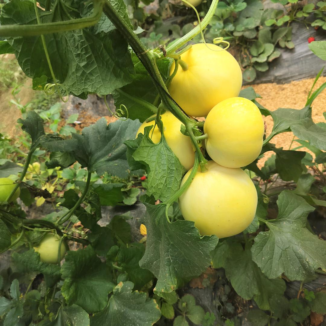 吉月水果蔬菜专卖店