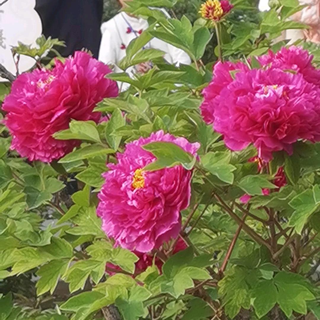 芹