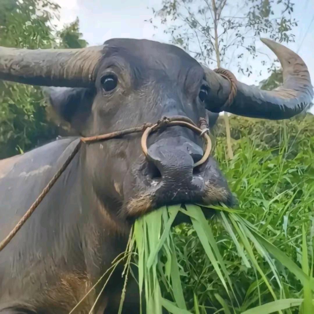 我嘞个逗……