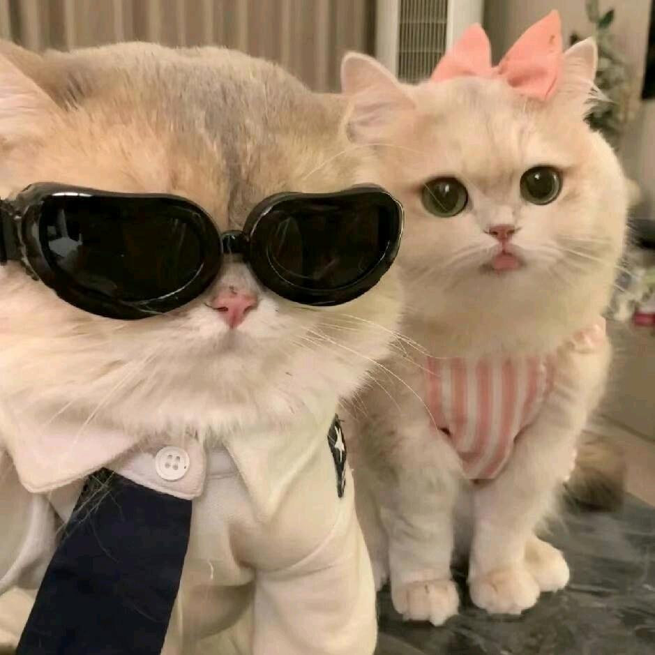 OrangeCAT