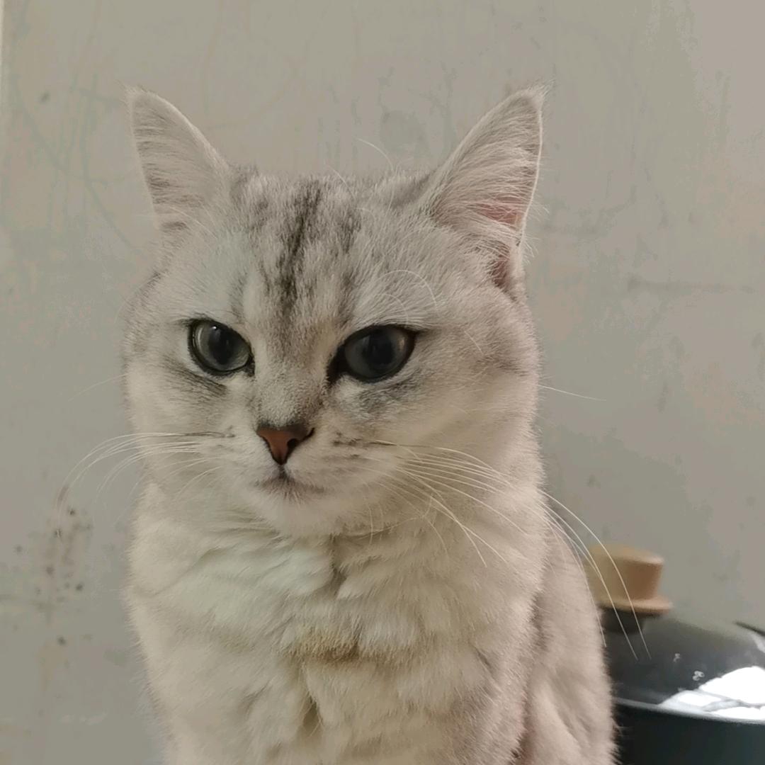 咪咪是只银渐层