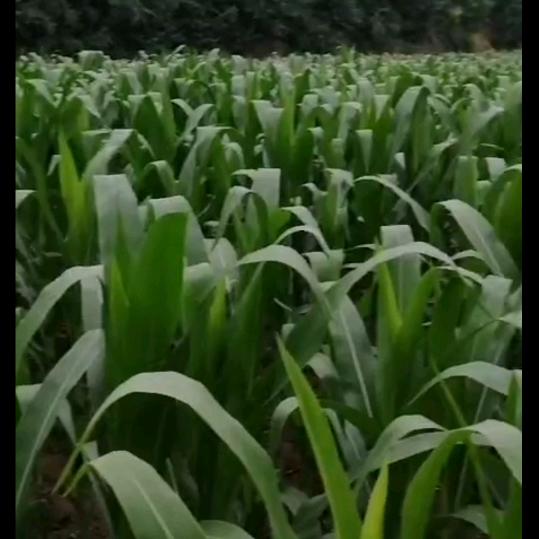 田园生活@