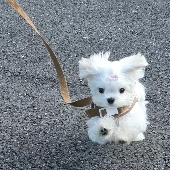 哈哈的橘