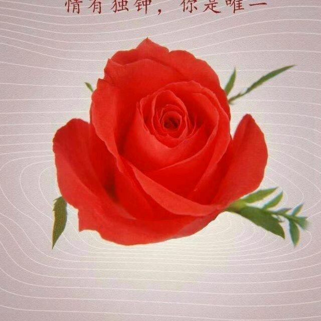 恩钿玫瑰（拒私聊）