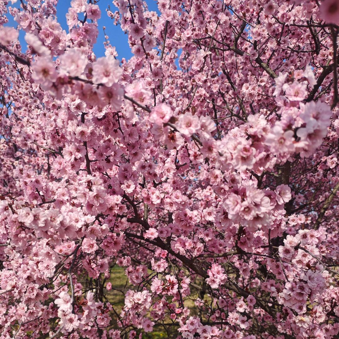 淘花运花卉小世界