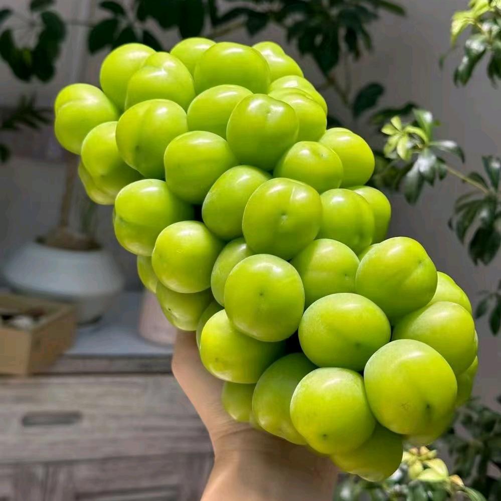 沃丰水果批发行