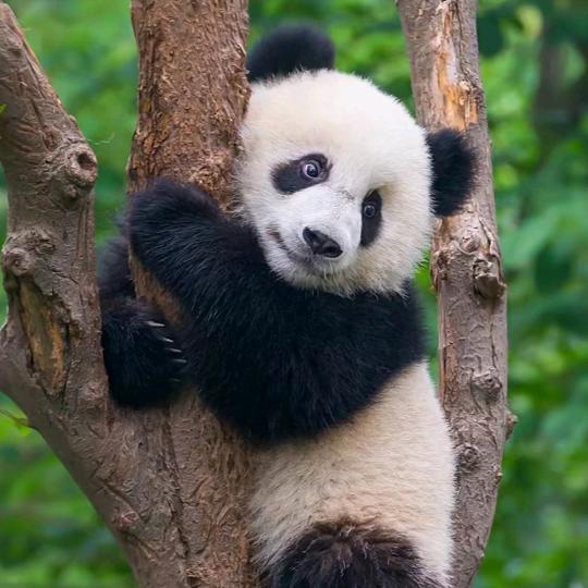 道友小熊