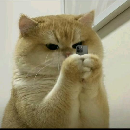 咔啡猫