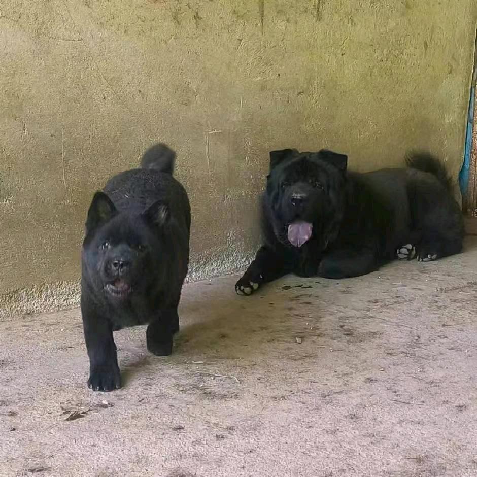 菏泽小东北五黑五红犬