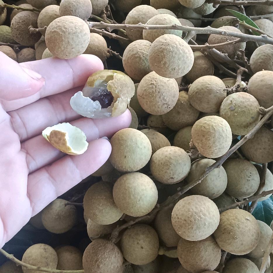 龙记富群瓷砖店（富群果业专做代办各种水果