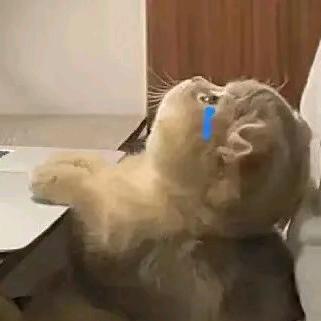 柠芷