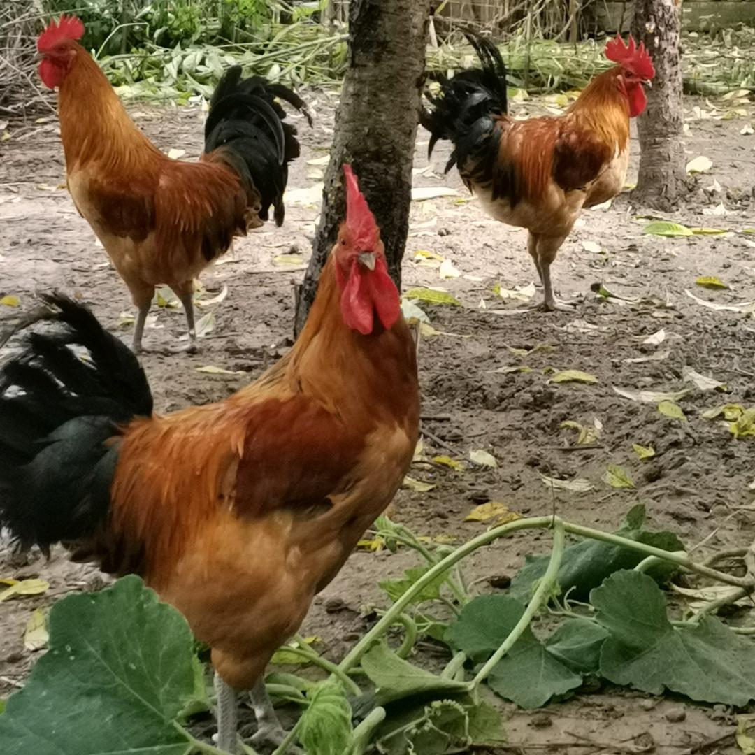 黄亮活禽