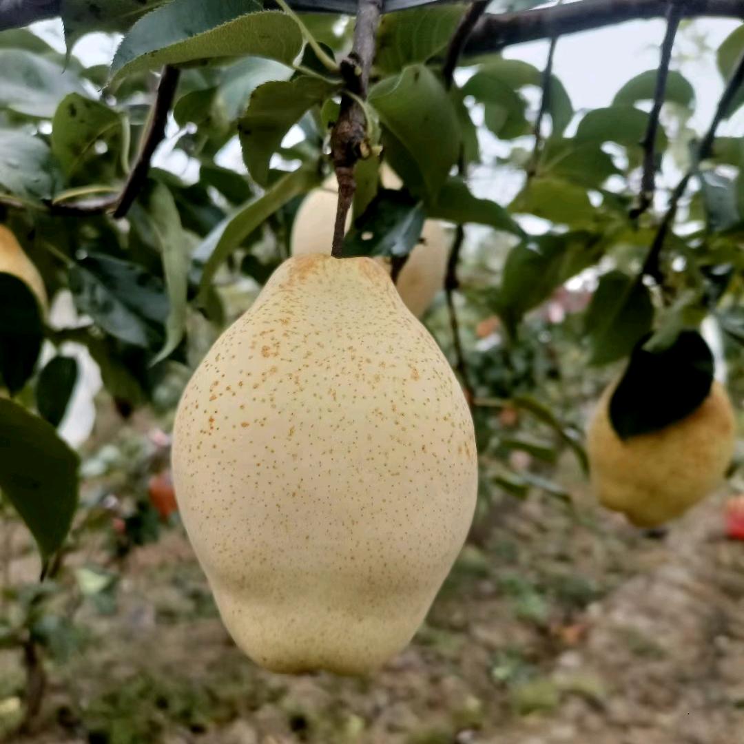 鼎源苗木果树苗严选店