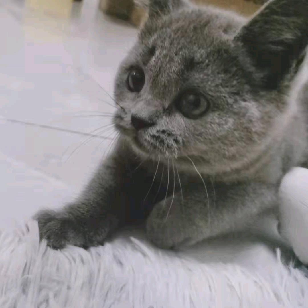 权仔
