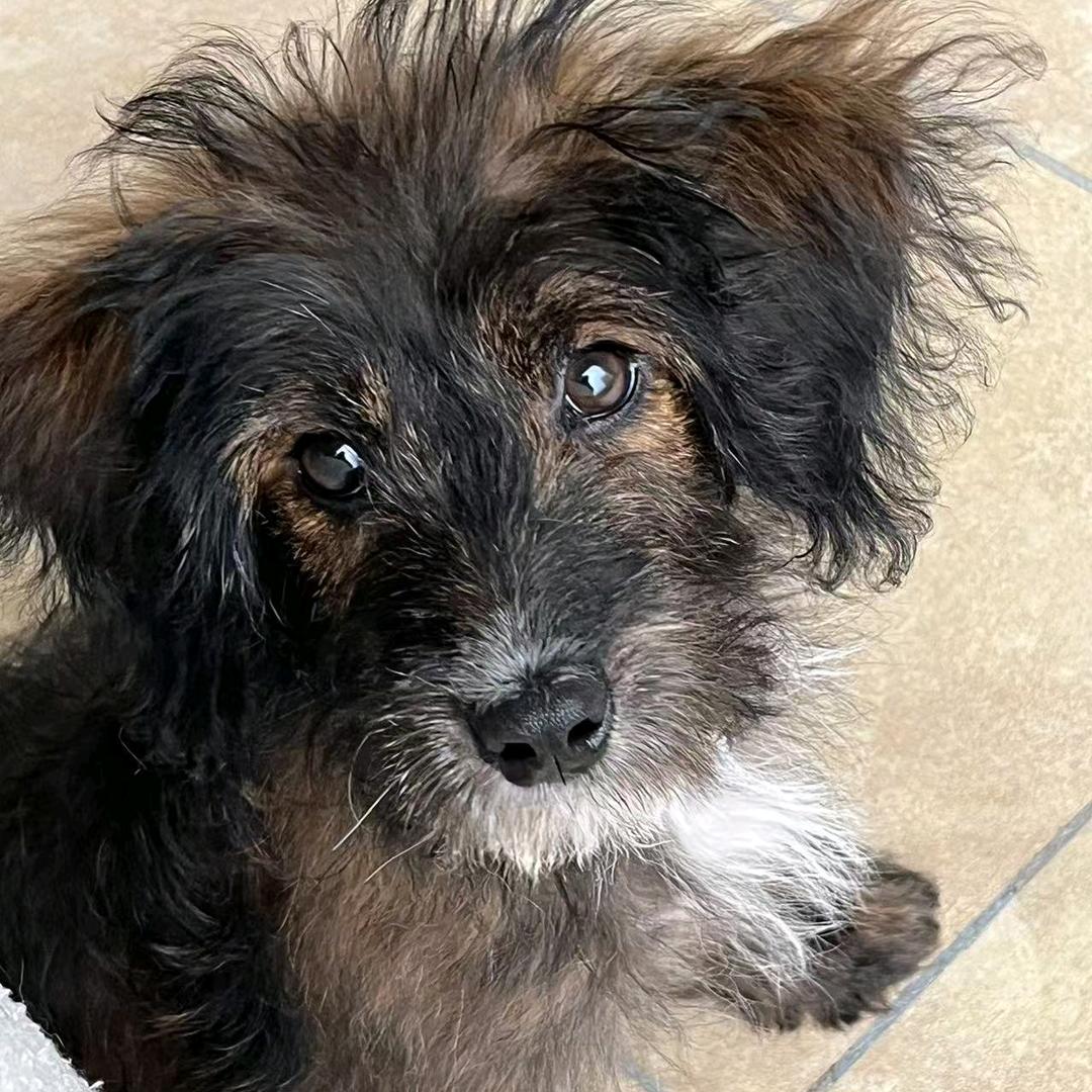 孙小鑫（三角洲）