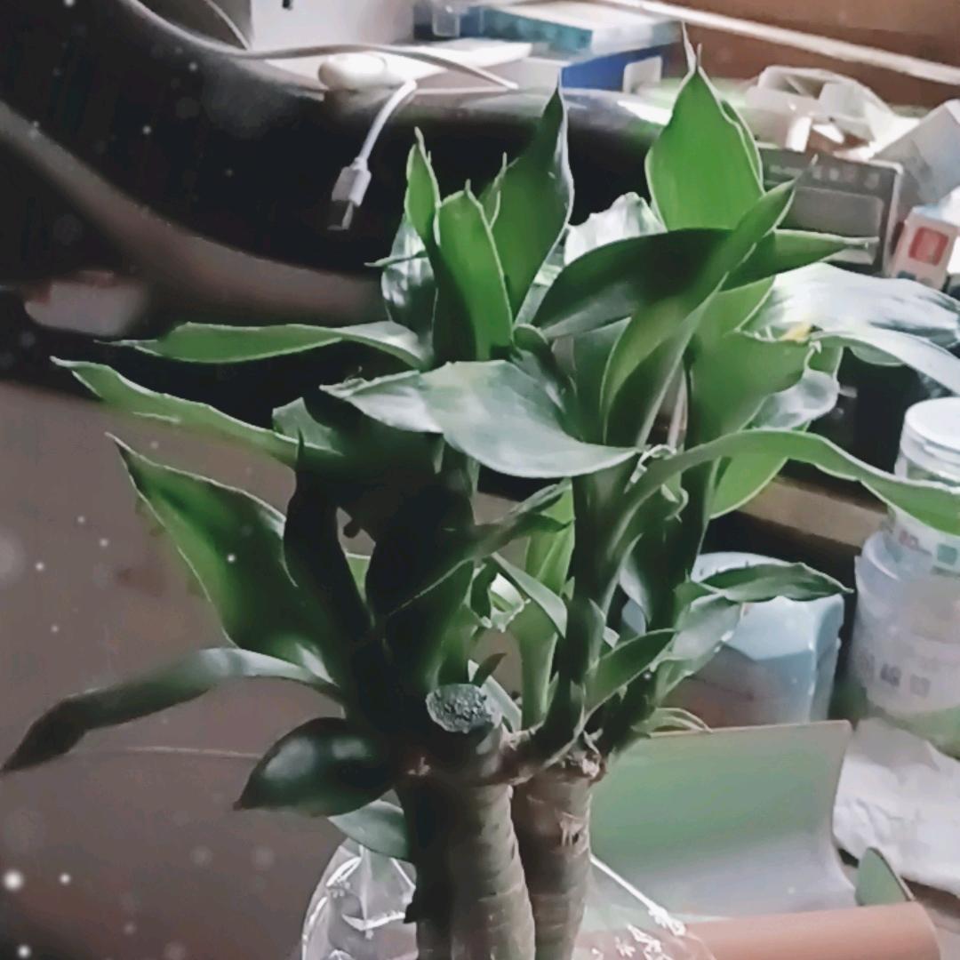 泰山石