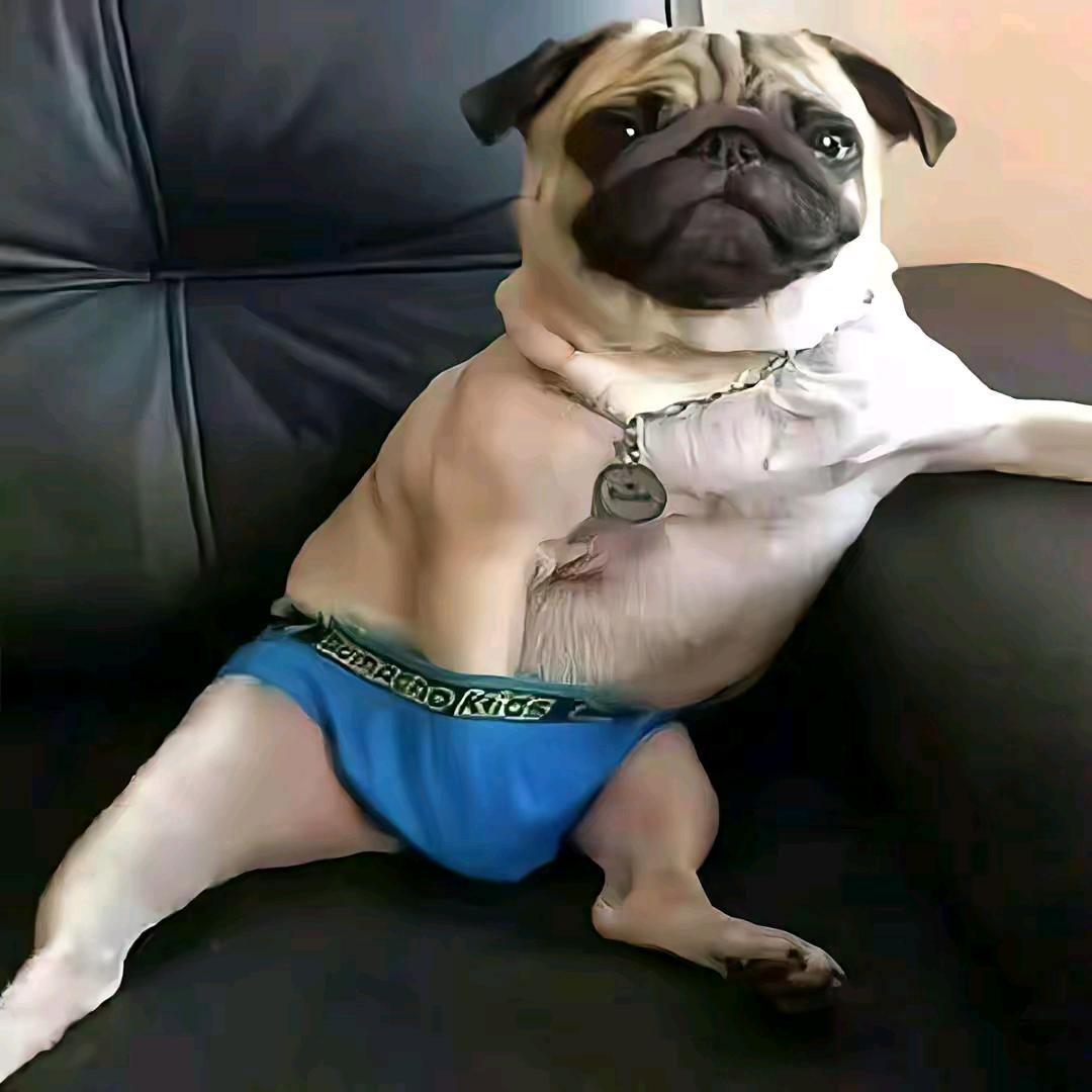 俊锅锅