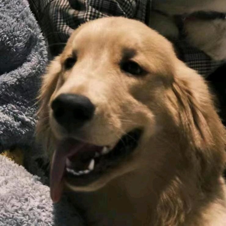 不苦是只小鸡毛🦮