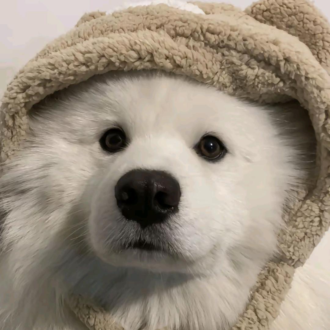 耶耶
