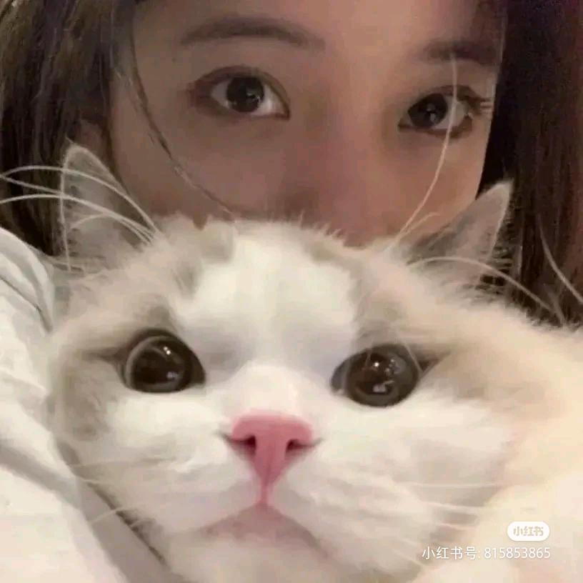 糖醋里脊🦁