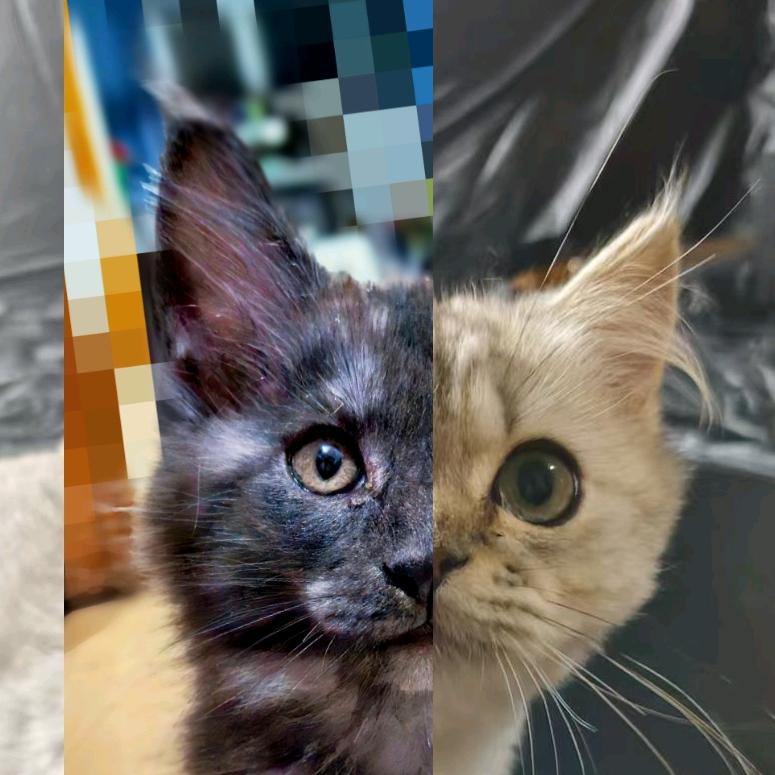 喜欢塑料袋的黑白双煞