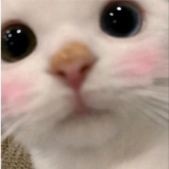 梅梅不玲珑