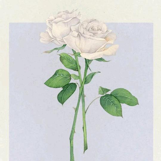 花妹妹