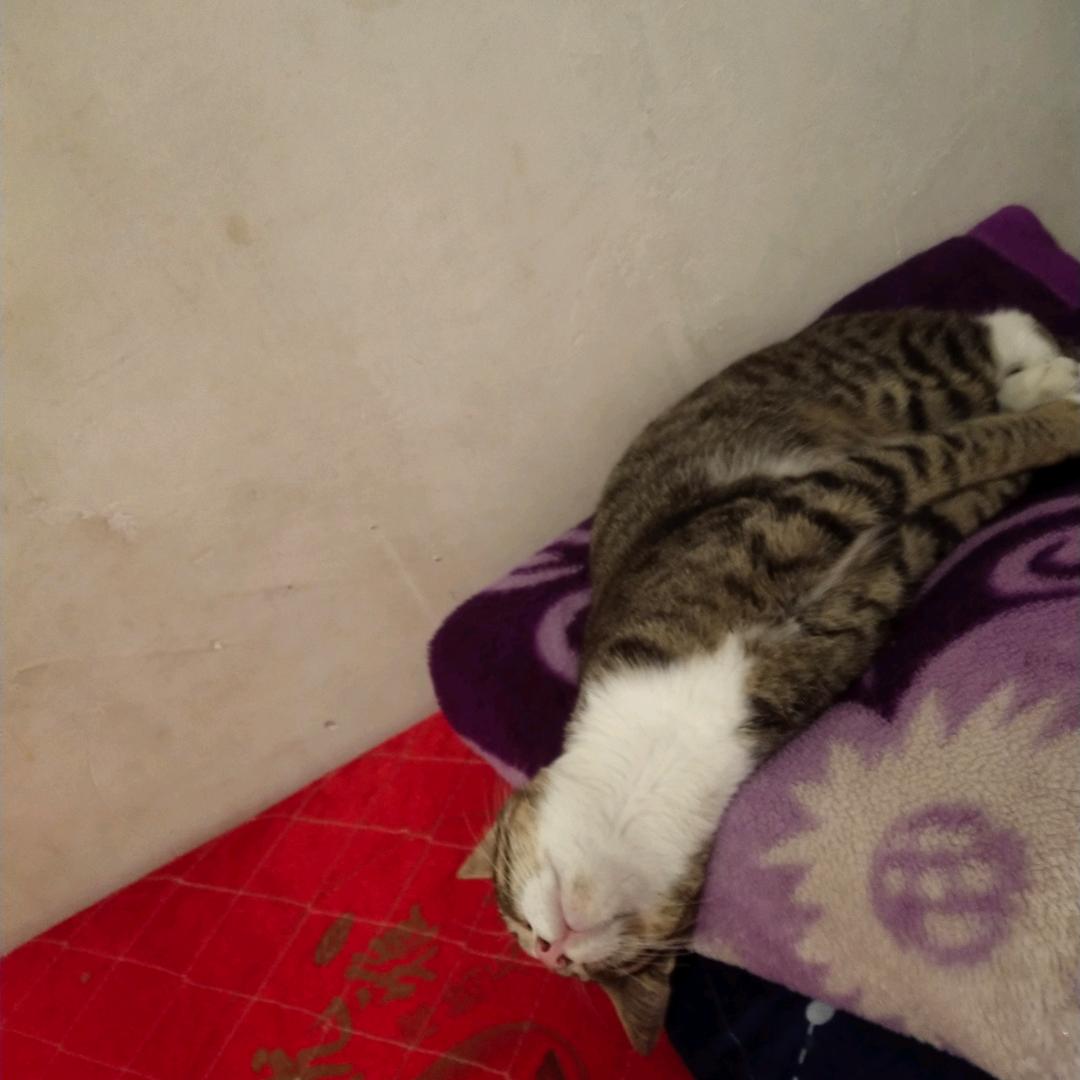 🇲🇲明咕🇲🇲