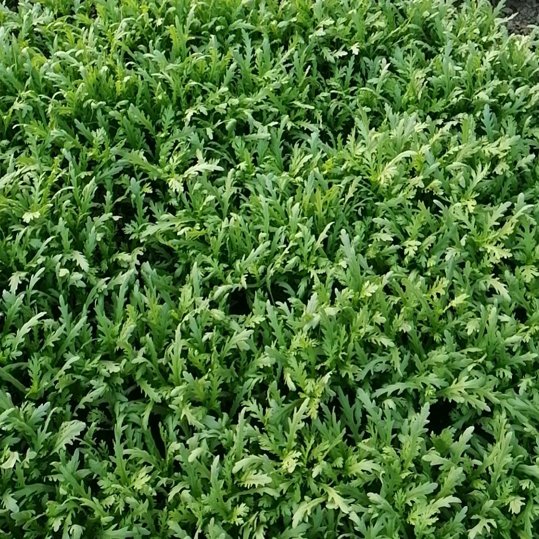 朗月