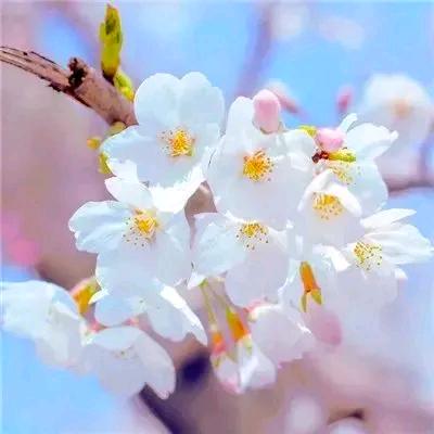 习惯了伪装°只是害怕