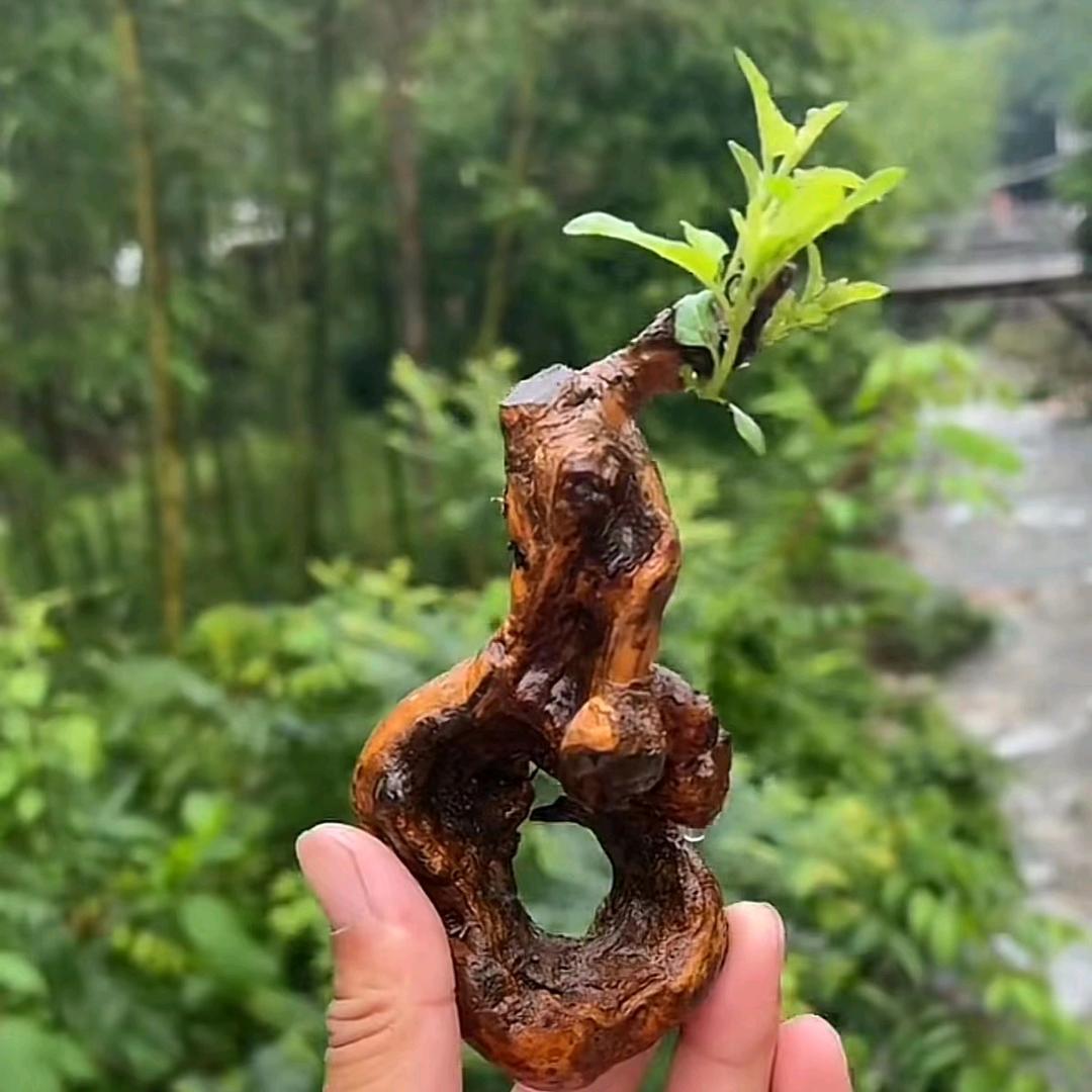 太行锦绣盆景园