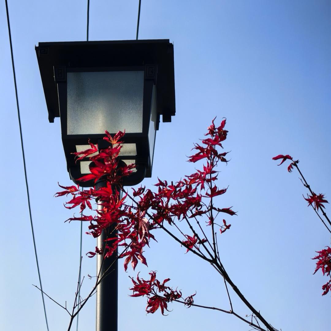 劉一刀（范蠡路金派修脚）