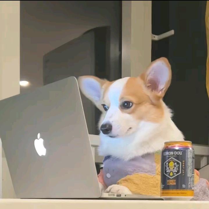 阿愿