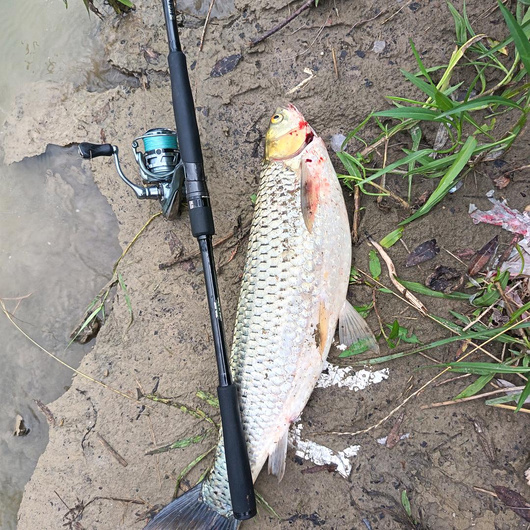 茂茂路亚🎣